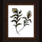 Flora