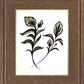 Flora