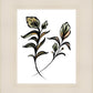 Flora