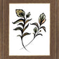Flora