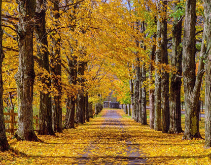 Plate 1 - Dairy Hill Horizontal
