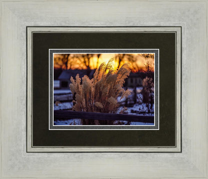 Plate 1 - Sunset Grasses