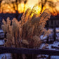 Plate 1 - Sunset Grasses
