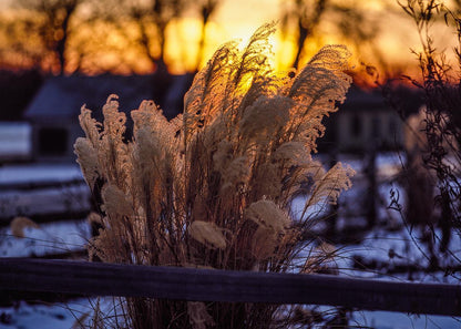Plate 1 - Sunset Grasses