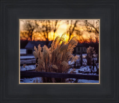 Plate 1 - Sunset Grasses