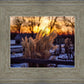 Plate 1 - Sunset Grasses