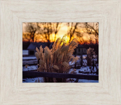 Plate 1 - Sunset Grasses
