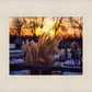 Plate 1 - Sunset Grasses