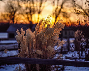 Plate 1 - Sunset Grasses