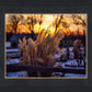 Plate 1 - Sunset Grasses