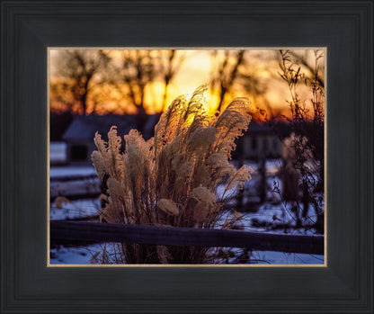 Plate 1 - Sunset Grasses