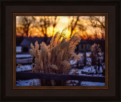 Plate 1 - Sunset Grasses