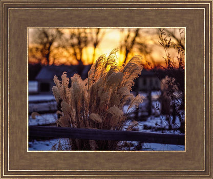 Plate 1 - Sunset Grasses