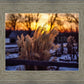 Plate 1 - Sunset Grasses