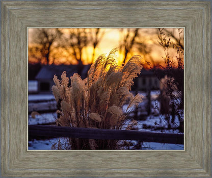 Plate 1 - Sunset Grasses