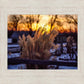 Plate 1 - Sunset Grasses