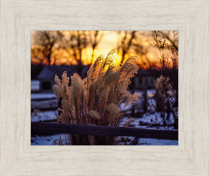 Plate 1 - Sunset Grasses