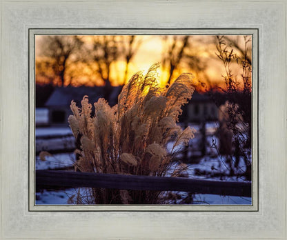 Plate 1 - Sunset Grasses