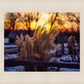 Plate 1 - Sunset Grasses