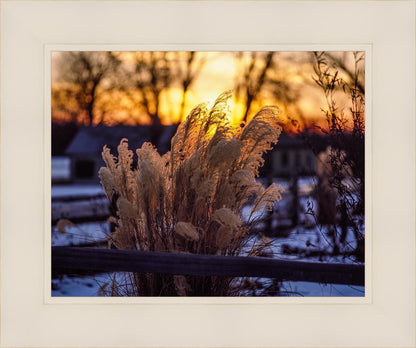 Plate 1 - Sunset Grasses