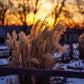 Plate 1 - Sunset Grasses
