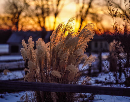 Plate 1 - Sunset Grasses