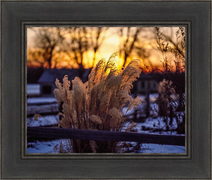 Plate 1 - Sunset Grasses