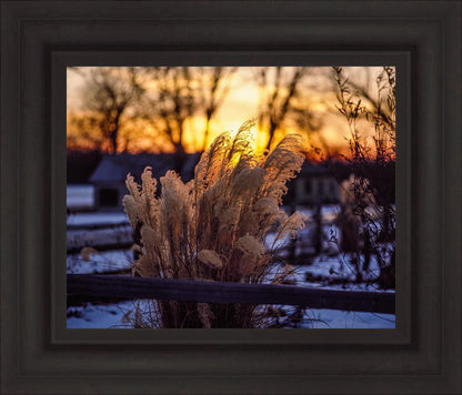 Plate 1 - Sunset Grasses