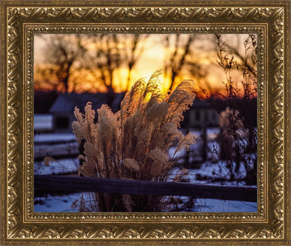 Plate 1 - Sunset Grasses