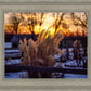 Plate 1 - Sunset Grasses