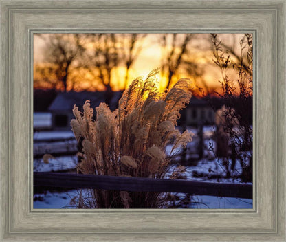 Plate 1 - Sunset Grasses