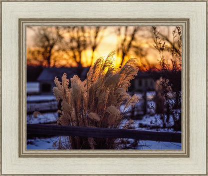 Plate 1 - Sunset Grasses