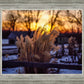 Plate 1 - Sunset Grasses