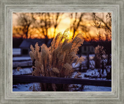 Plate 1 - Sunset Grasses