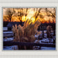 Plate 1 - Sunset Grasses