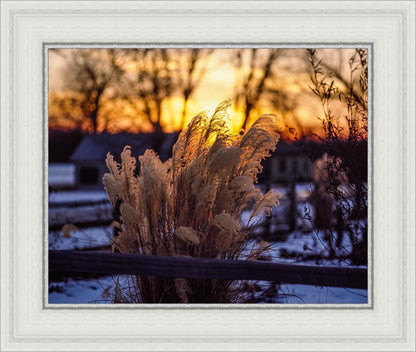 Plate 1 - Sunset Grasses