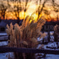 Plate 1 - Sunset Grasses