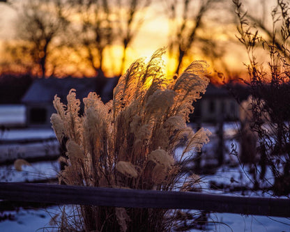 Plate 1 - Sunset Grasses