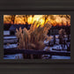 Plate 1 - Sunset Grasses