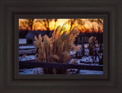 Plate 1 - Sunset Grasses