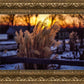 Plate 1 - Sunset Grasses