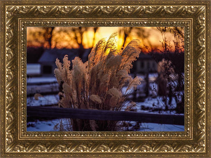 Plate 1 - Sunset Grasses