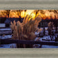 Plate 1 - Sunset Grasses