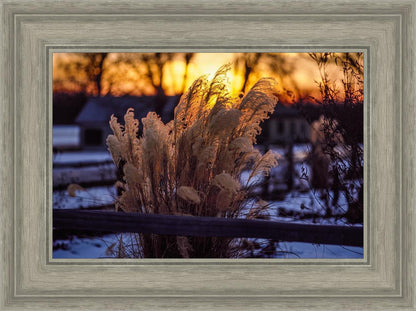 Plate 1 - Sunset Grasses