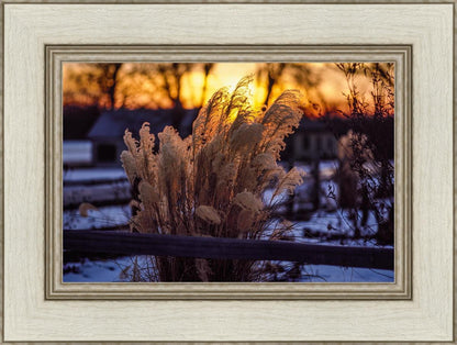 Plate 1 - Sunset Grasses