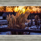 Plate 1 - Sunset Grasses