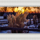 Plate 1 - Sunset Grasses