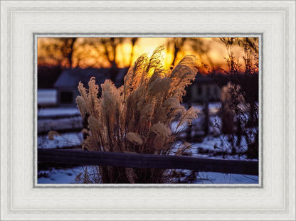Plate 1 - Sunset Grasses