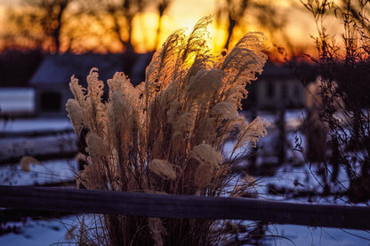 Plate 1 - Sunset Grasses