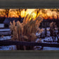 Plate 1 - Sunset Grasses